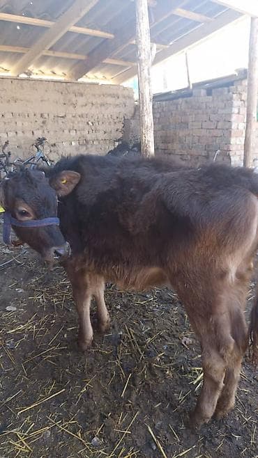 Продаю | Музоо, торпок | Полукровка | На откорм | Привязанные