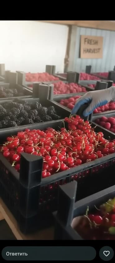 ворота бу бишкек: Ящик, Жаңы — 1