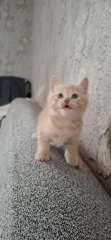 Продажа кошек: Скотиш Фолд (Шотландская вислоухая), 1 месяц, Мальчик, Приучена к лотку — 7