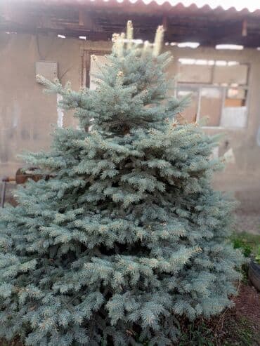 Саженцы деревьев: Ели