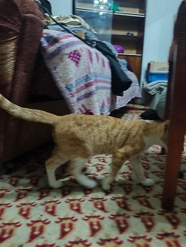 d cat: КОТЁНОК МАЛЬЧИК 2,5 МЕСЯЦА. Милый рыжебелый котёнок с короткой — 4