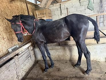 шотландские вислоухие котята в дар: Продаю | Жеребец | Конный спорт — 5