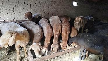 С/х животные и товары: Продаю | Овца (самка) | На забой | Племенные — 1