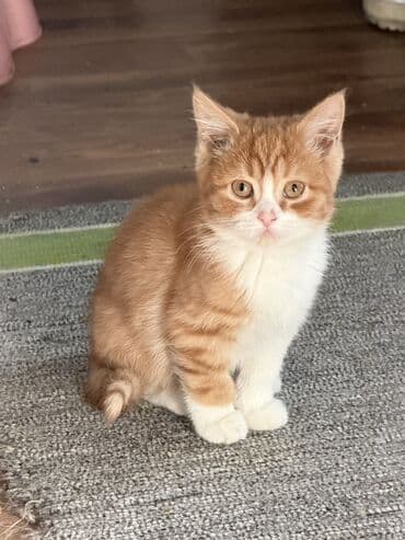 купить вислоухого котёнка: Котята-домашние любимцы А Описание: - Очаровательные котята с плюшевой — 6