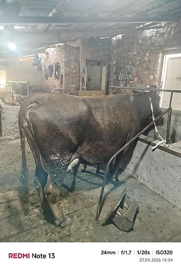 кой сатам: Сатам | Уй (ургаачы) | Сүт алуу үчүн — 3