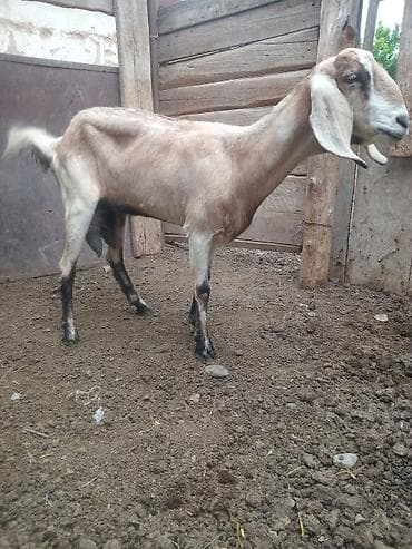 Продаю | Коза (самка) | Для молока | Племенные at lalafo.kg Продаю | Коза (самка) | Для молока | Племенные