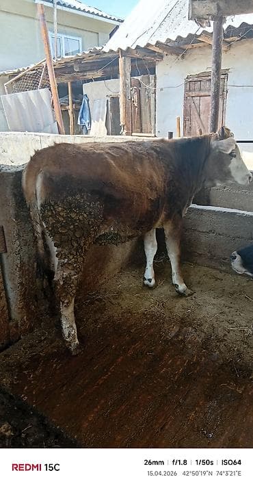 лабрадор черный цена: Продаю | Тёлка | На откорм | Привязанные — 1