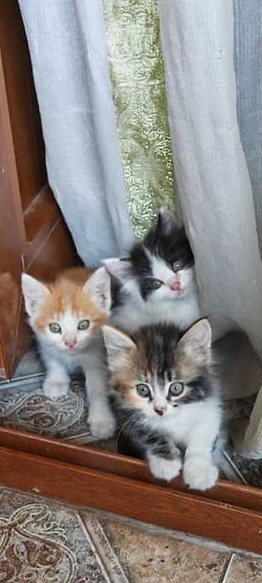 кошки город ош: Кошка даром: Беспородная, 2 месяца, Девочка, Приучена к лотку — 1
