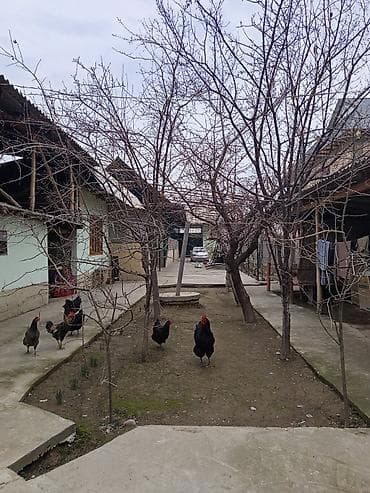 продаю новопавловка: СУРАНЧ ЖАКШЫЛАБ ОКУГУЛА. ГУЛИСТАН АИ́ЫЛЫ. ОРЕНТИР ИНТЫМАКТЫ — 8