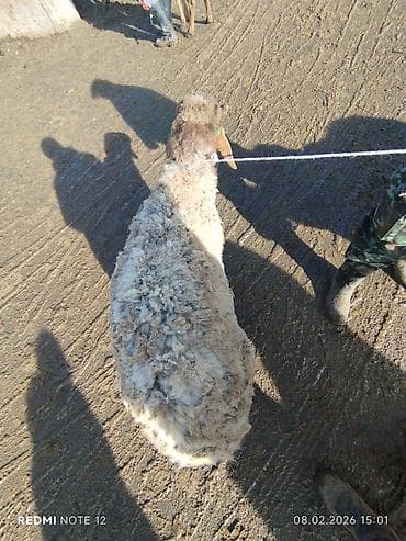 улар сатылат: Сатам | Ургаачы кой (ургаачы) | Союуга | Ургаачы, Токту — 2