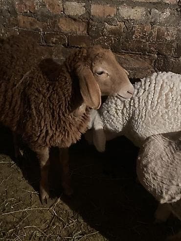 А/ч жаныбарлары үчүн тоюттар: Сатам | Ургаачы кой (ургаачы) | Көбөйтүү үчүн | Ургаачы — 1