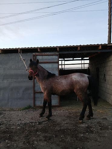 одам дарым: Кунан Сатылат 150мин сом ат жылкы кунан тай айгыр — 2