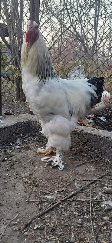 Ветеринар кызматы: Сатам | Инкубацияланган жумурткалар | Брама | Көбөйтүү үчүн — 3