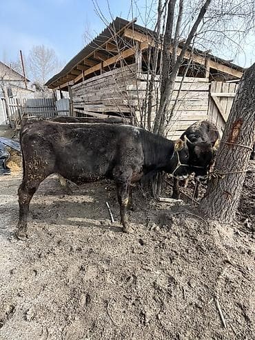 корова сементал: Продаю | Бык (самец) | Швицкая | На откорм | Привязанные — 3