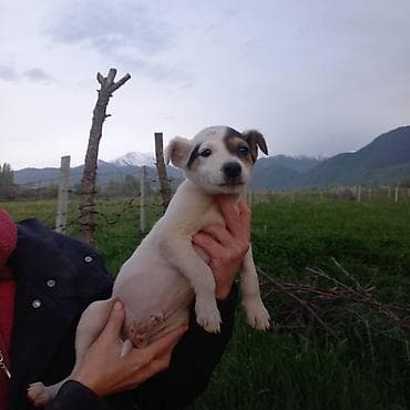 чау чау смуф цена: Ищем дом для замечательных щенков! Мальчики белые, девочка пушистая — 3