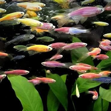 Мы находимся а Беловодске! Аквариумные рыбки! черепахи тритоны !!!!