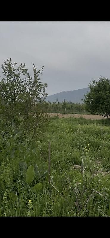 старый талчек: 42 соток, Для сельского хозяйства, Красная книга — 4