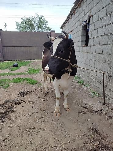 Продам с/х животных: Продаю | Корова (самка) | Голштин | Для молока | Привязанные — 3