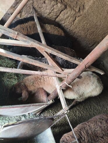 домик для кроликов: Продаю | Баран (самец) | Полукровка | На забой | Кастрированные — 2