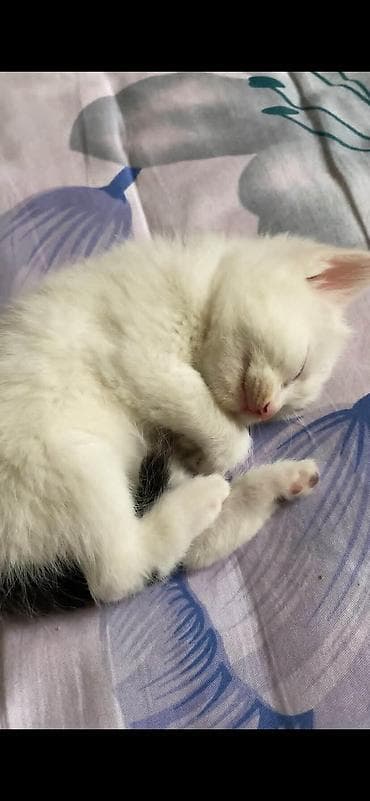 котята отдам в добрые руки: 1 месяц, Девочка, С прививками — 2