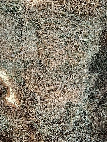 Башка жаныбарлар: Продается ячменная солома, хранилась в сеновале тюки большие плотные — 1