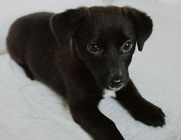 сиамская кошка даром: 🐶 Ищем дом щенку! Девочка 3 месяца. Будет маленькая (8-10 кг) — 2