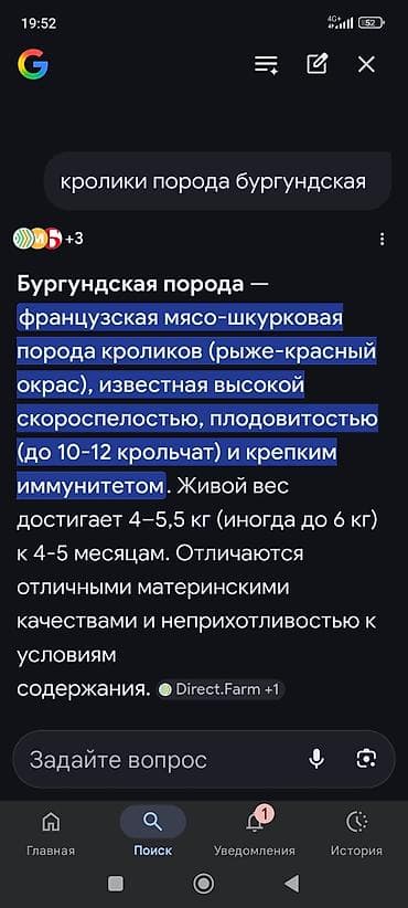 куплю крольчат: Продаю | Крольчата | Для разведения | Племенные — 6