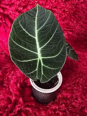 фикус цветы: Ароидное комнатное растение Alocasia (вариететная форма) — 10