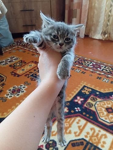 Животные: Котята серого и тигрового окраса - Порода: домашние короткошёрстные — 2