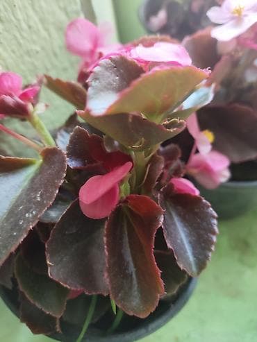 сома мойка: Бегония вечноцветущая (Begonia semperflorens) в горшке. - Компактный — 1