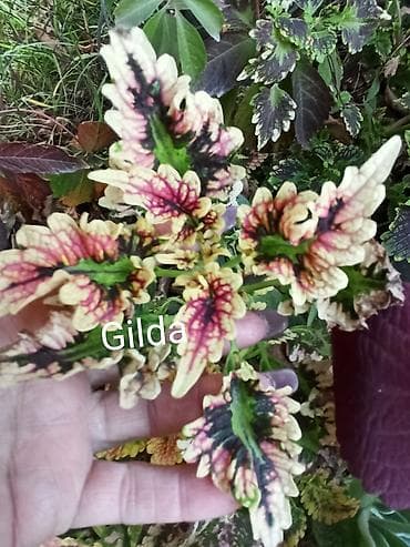 алма яблока: Открыта продажа сортовых КОЛЕУСОВ. цена за срез 100 сом.В коллекции — 7