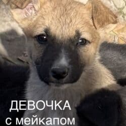 джек рассел собака: Пристраиваем щенков в хорошие добрые руки. Мама крупная дворняжка — 11