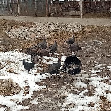 Другие животные: Продаю | Индюк (самец) | Для разведения | Племенные — 2