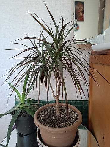 Драцена маргината (Dracaena marginata), комнатное растение в горшке at lalafo.kg Драцена маргината (Dracaena marginata), комнатное растение в горшке