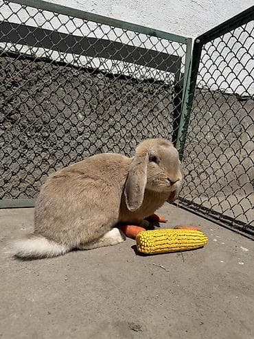 коён ош: Продаем кроликов парода (баран), различные окрасы. - Окрасы на выбор — 3