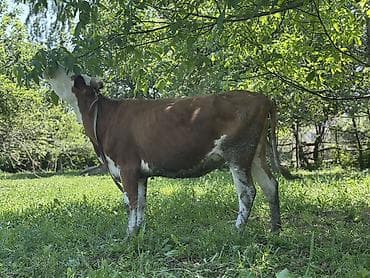 киска 15: Продаю | Корова (самка) | Для молока | Привязанные — 8