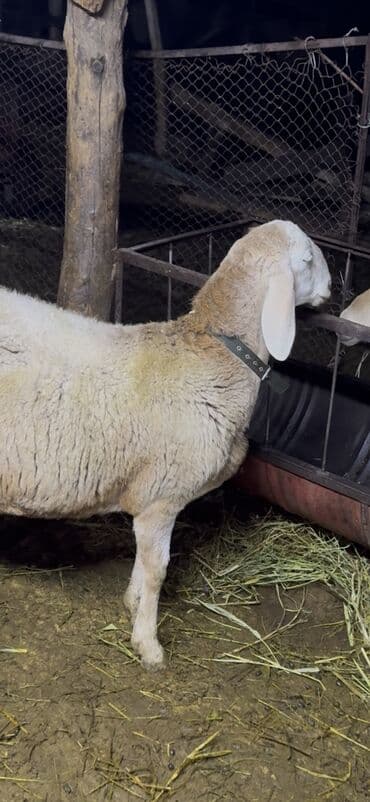 дом животных: Продаю | Баран (самец) | Для разведения | Осеменитель — 6