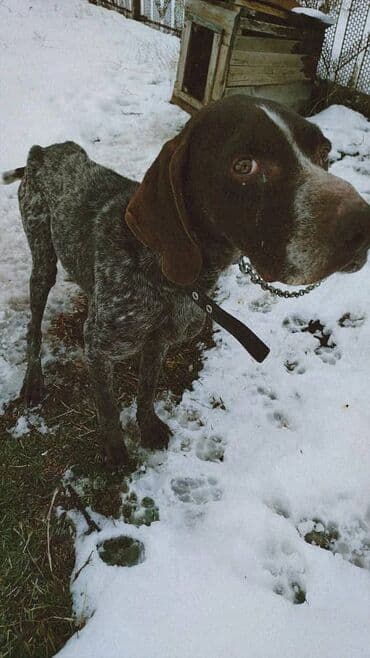 породы собак в бишкеке: Продаю чистокровный курцхар охотничий ишет в стойку встает в машину — 1