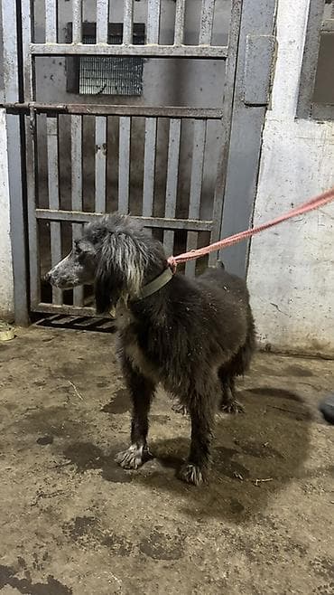 собака щенок: Тайган, 10 месяцев, Самка, С прививкой — 8