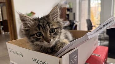 сколько стоит шотландский вислоухий кот: Роня, мальчик, родился 24.08.2025 — активный, весёлый и очень — 3