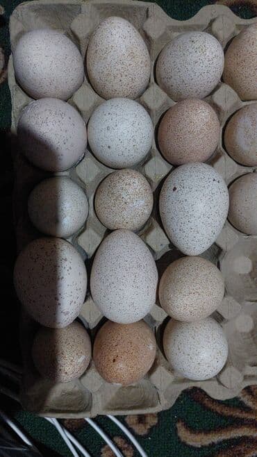 мясо токмок: Күрп :, 10 кг ашык — 6