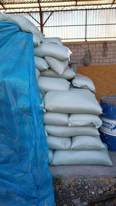 купить семена ячменя: Жугору 60 тонна 23 сом — 2