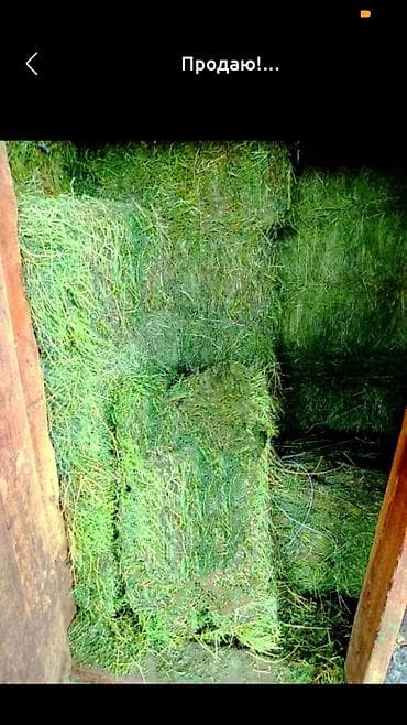 Продаю 3 укос тюки клевера, тюки плотные, сухие лежат под навесом!