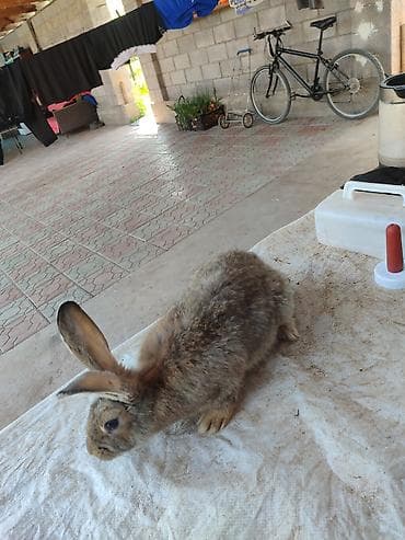 Животные: Продаю | Крольчиха (самка) | Серый великан | Для разведения | Племенные — 7