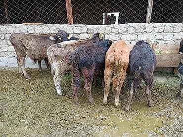 каровы: Продаю | Бык (самец), Музоо, торпок | Полукровка, Швицкая, Якутская | На откорм, На забой, Для разведения — 9