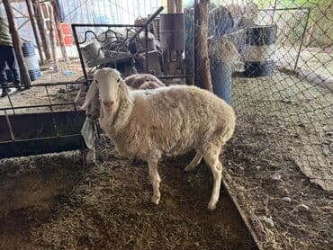 в какой приют можно отдать собаку: Продаю | Овца (самка) | На забой, Для разведения — 3