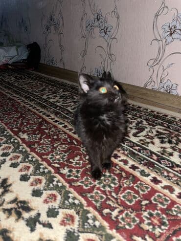 Кошки: Черный британский короткошерстный котёнок домашний - Окрас: полностью — 1