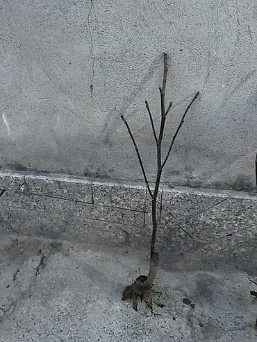 магнолия суланжа купить: Саженцы могнолии Характеристики: - Тип: молодые саженцы на — 1