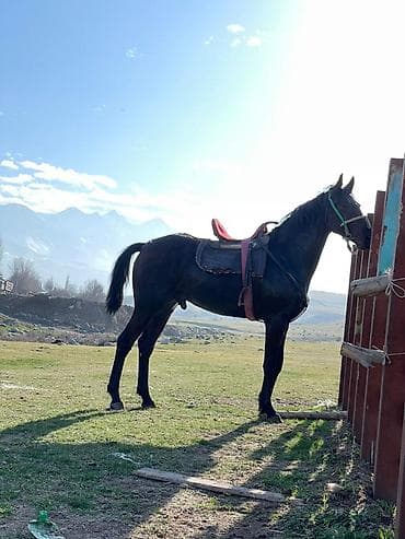 шотландская вислоухая кошка черная: Продаю | Жеребец | Конный спорт | Племенные — 4