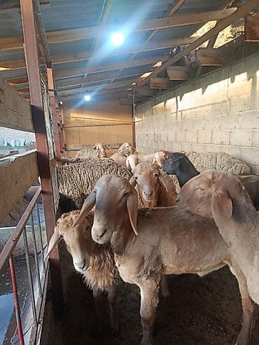 карликовые козы: Продаю | Баран (самец) | На забой — 3